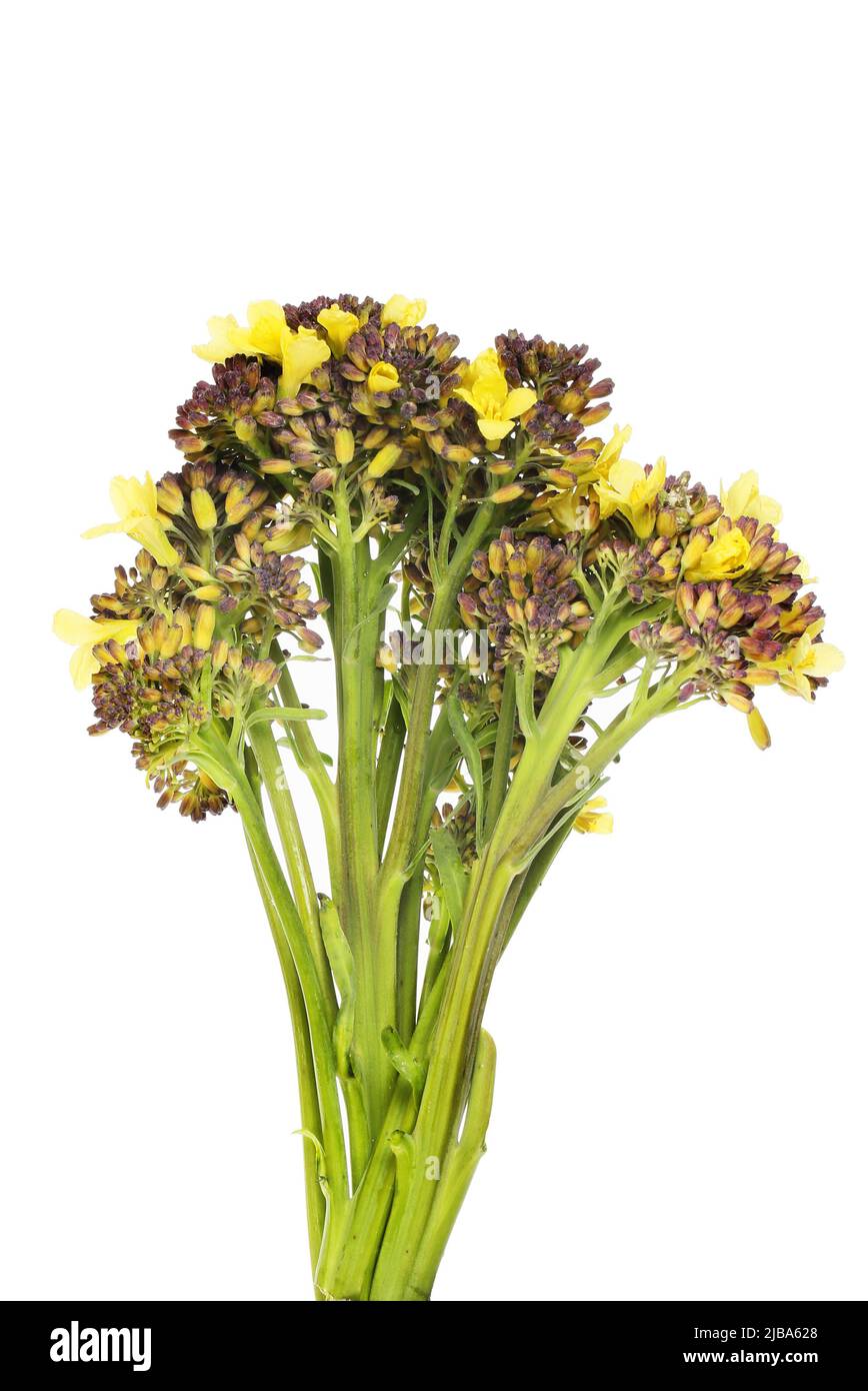 Flowering purple sprouting broccoli isolated against white Stock Photo