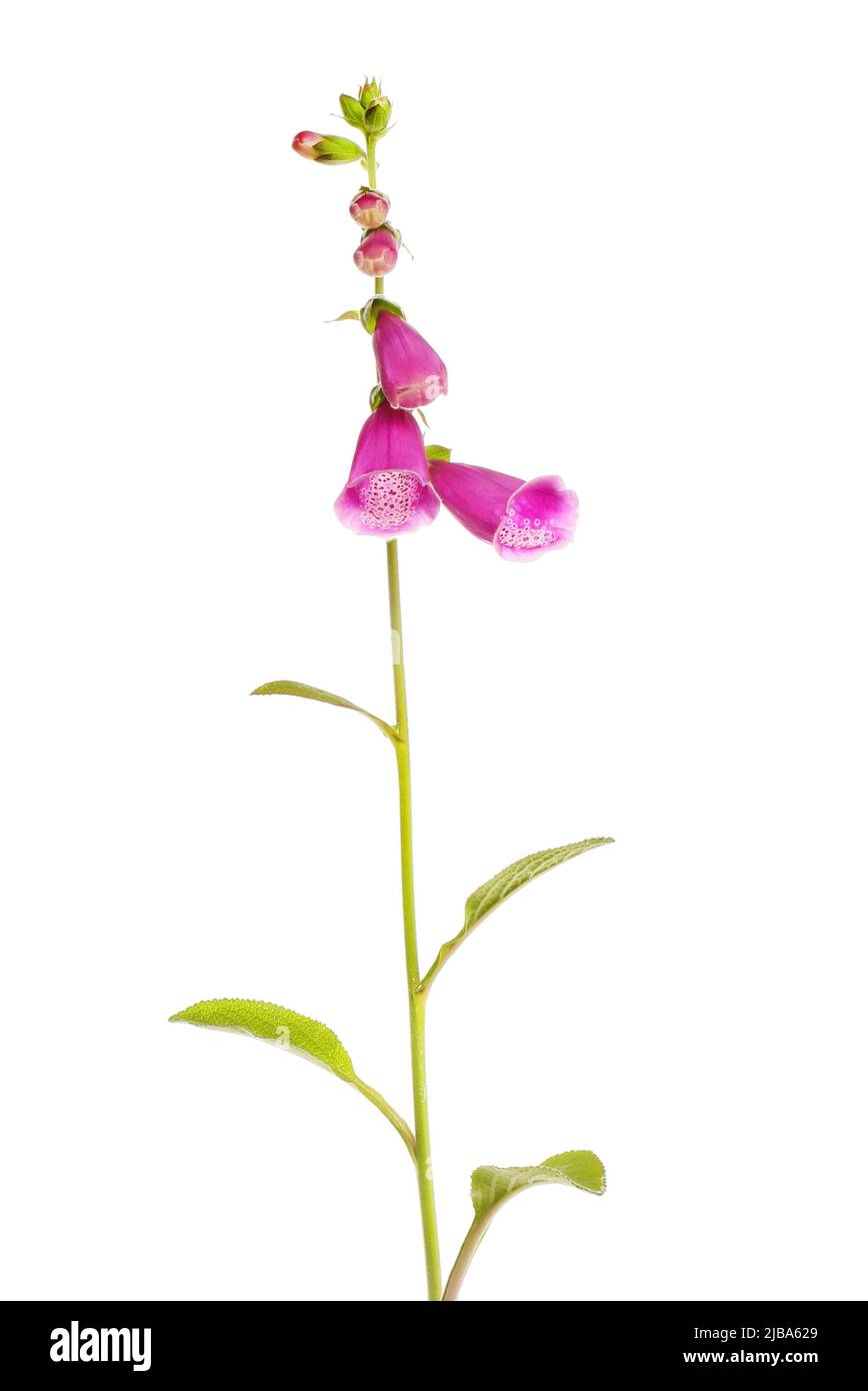 Foxgloves flowers and foliage isolated against white Stock Photo