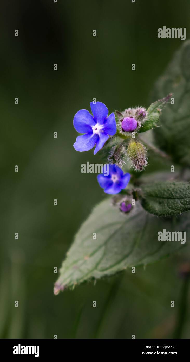 Side profile of a Pentaglottis Sempervirens flower Stock Photo
