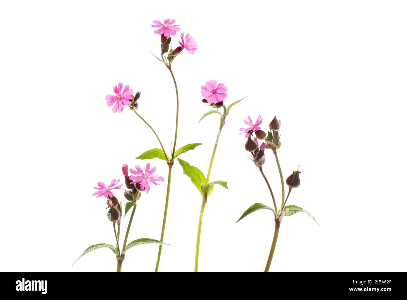 Group of wild campion wildflowers isolated against white Stock Photo