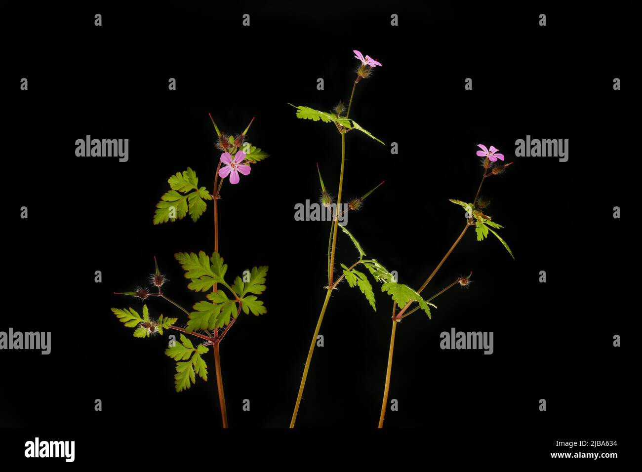 Herb robert flowers and foliage isolated against black Stock Photo