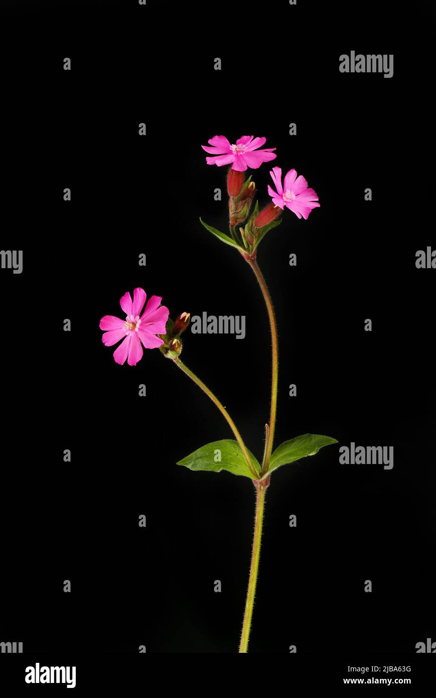 Red campion, Silene dioca, flowers and foliage isolated against black Stock Photo