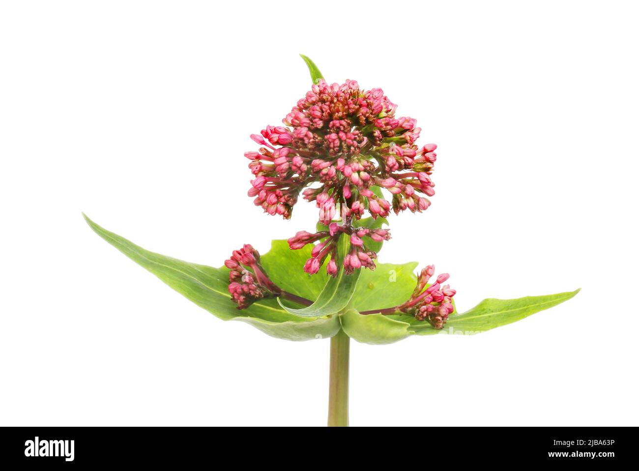 Red valerian, Centranthus ruber, flowers and foliage closeup Stock Photo