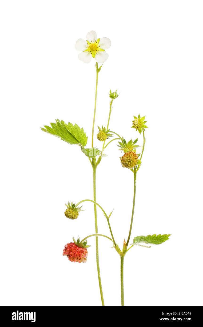 Wild strawberry flower, fruitand foliage isolated against white Stock Photo