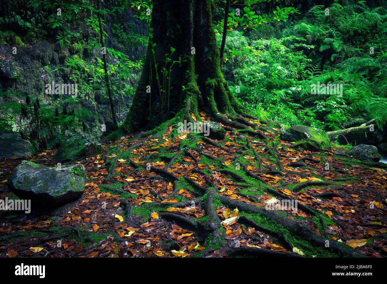 In the green forests of Madeira Stock Photo