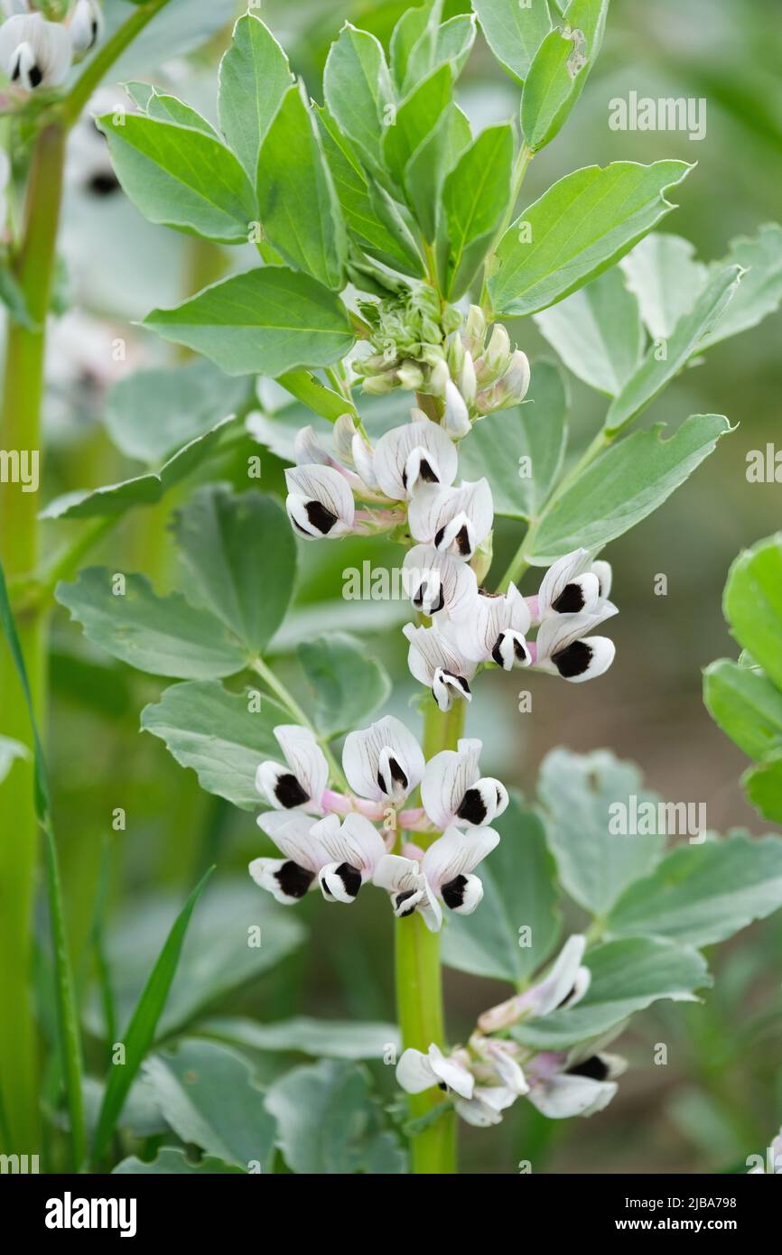 Broad Bean Crop in a Field Stock Photo Alamy