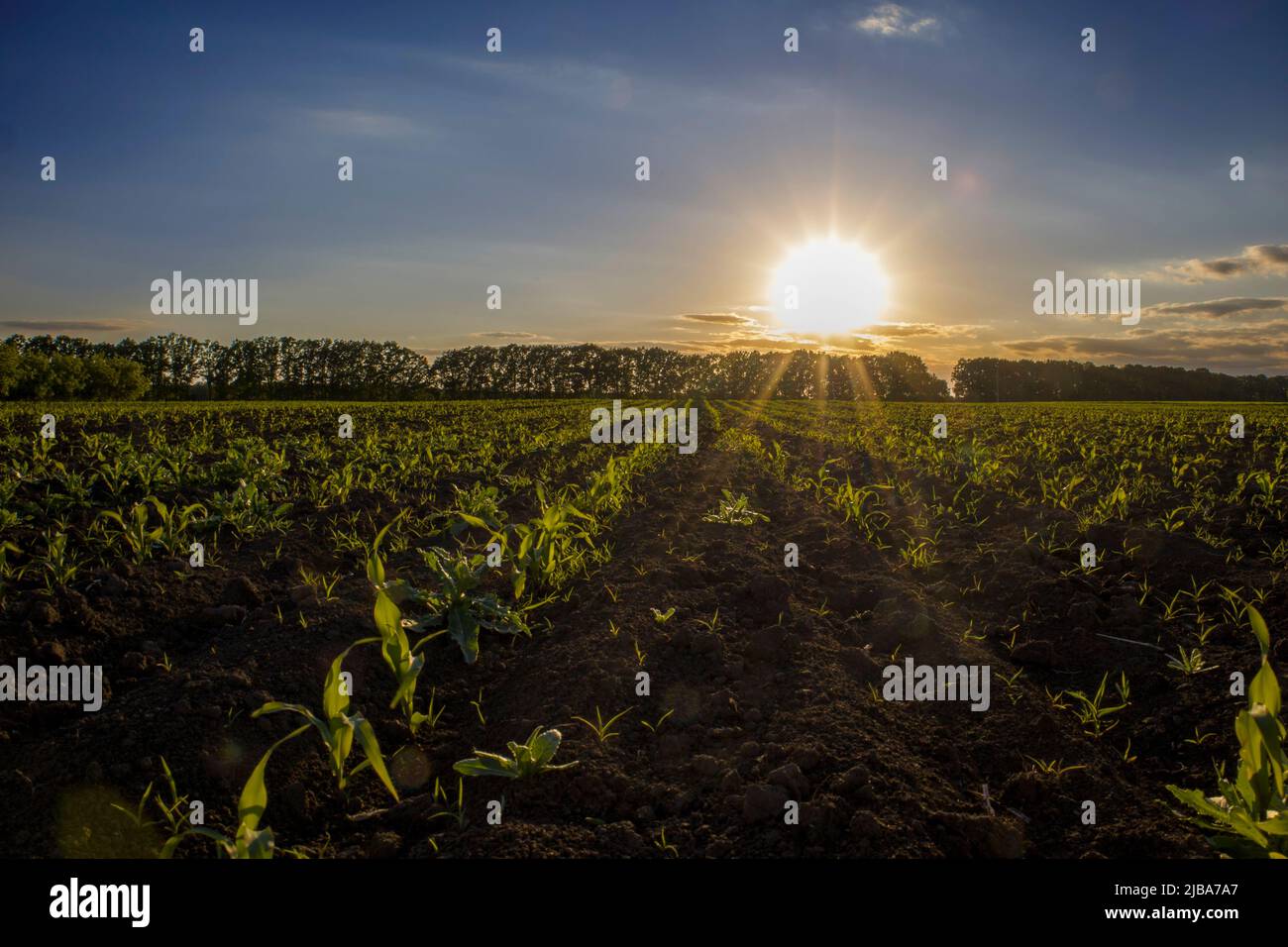 Rows of young corn on a sunset background. Stock Photo
