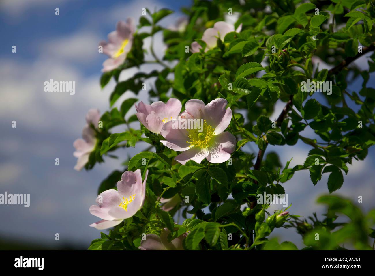 Flowers rose hips wild hi-res stock photography and images - Alamy