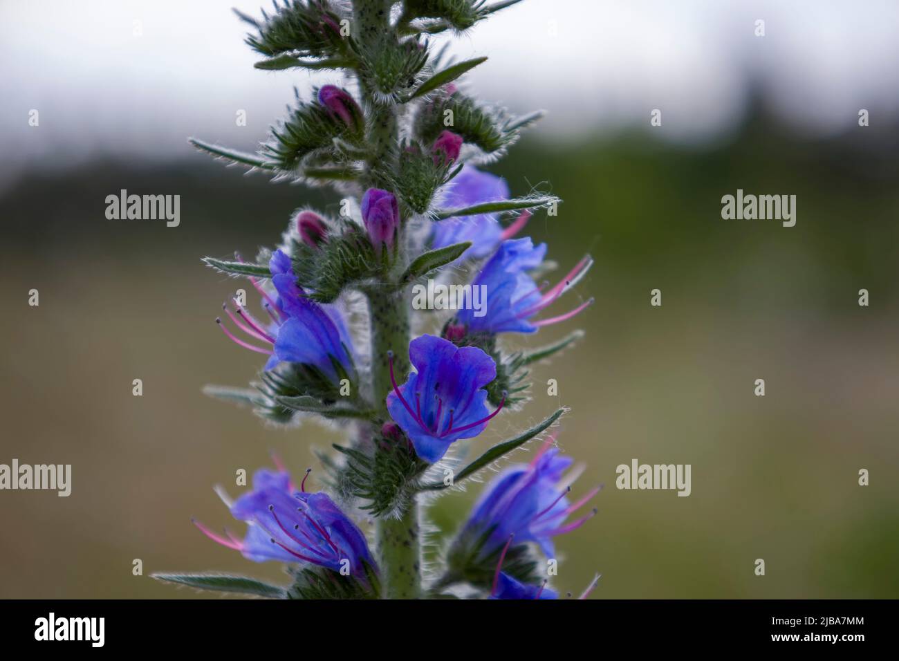 Blooming spring summer wildflowers hi-res stock photography and images ...