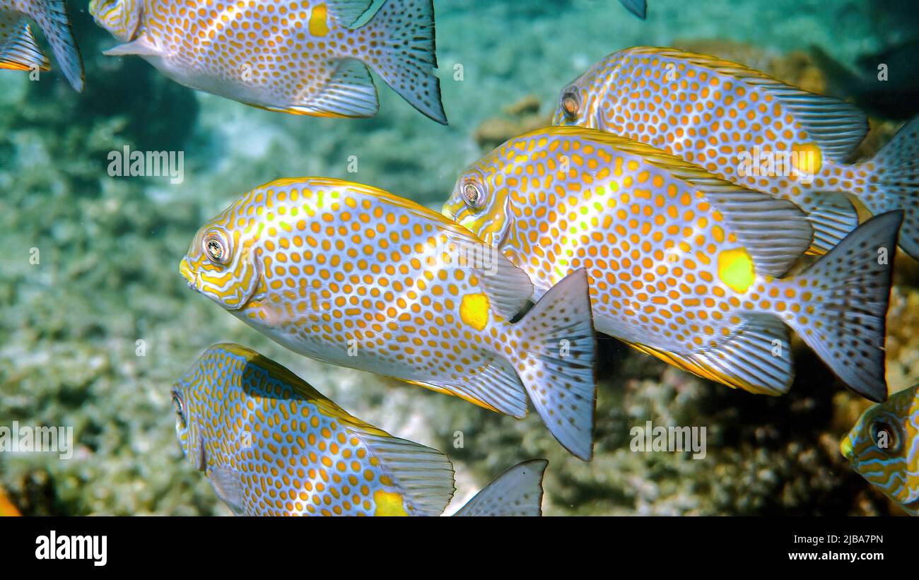 Underwater video of golden rabbitfish or Siganus guttatus school in coral reef of Thailand. Snorkeling or dive activities. Underwater reef. Sea and Stock Photo