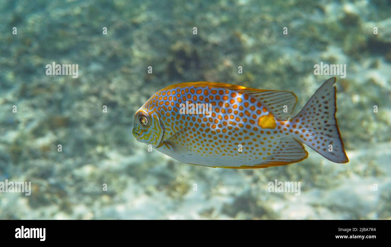 Underwater photo of golden rabbitfish Siganus guttatus school in coral reef  Stock Photo
