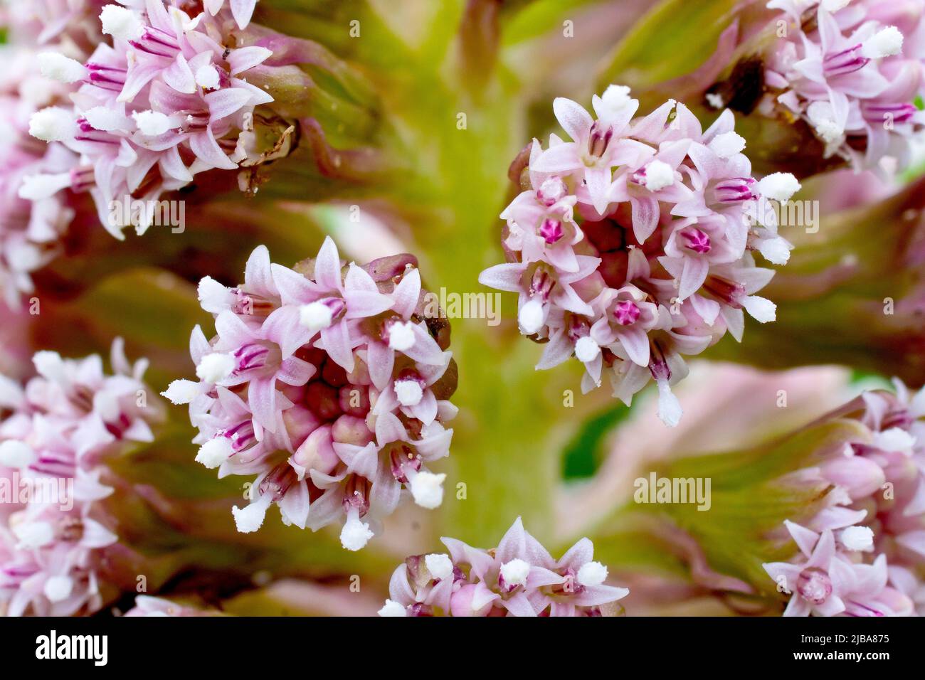 Butterbur (petasites hybridus), close up of the small tufts of flowers that make up the large cone-shaped inflorescences that appear in spring. Stock Photo