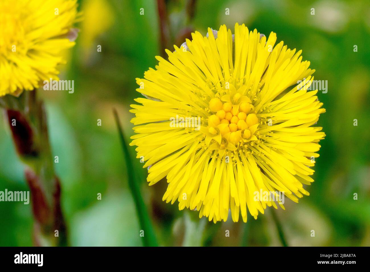 Coltsfoot (tussilago farfara), close up focusing on a single bright yellow flower, a common sight on disturbed ground and on dunes during spring. Stock Photo