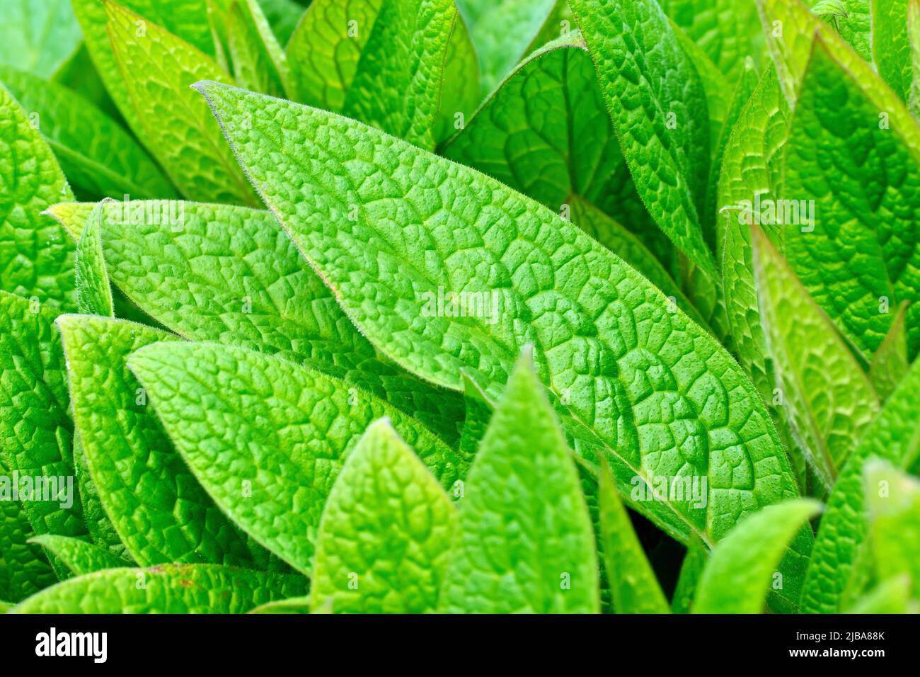 Comfrey, most likely Tuberous Comfrey (symphytum tuberosum), close up of a patch of fresh green leaves as they begin to appear in the spring. Stock Photo