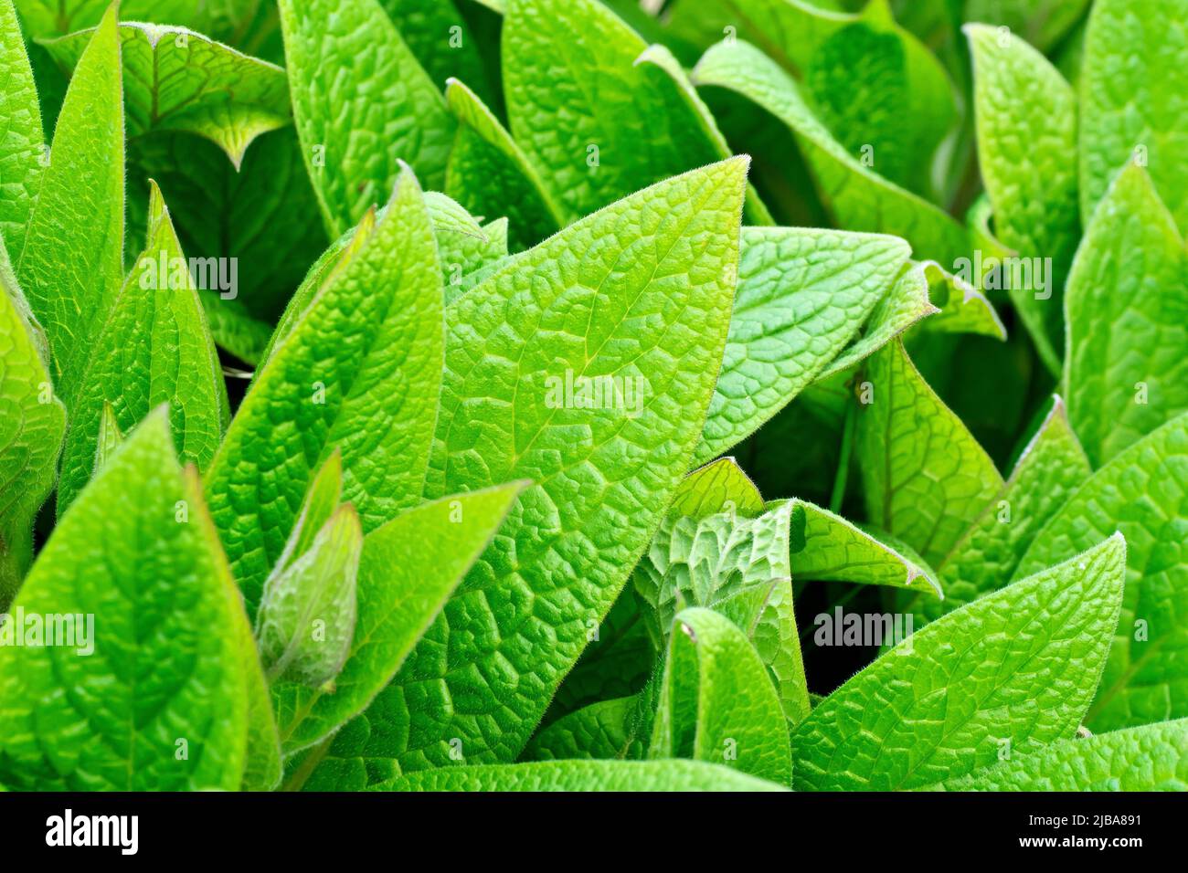 Comfrey, most likely Tuberous Comfrey (symphytum tuberosum), close up of a patch of fresh green leaves as they begin to appear in the spring. Stock Photo