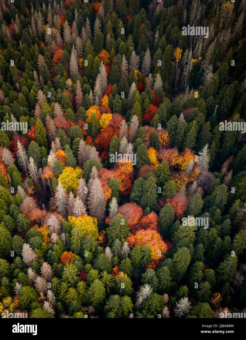 Forest and drone hi-res stock photography and images - Alamy