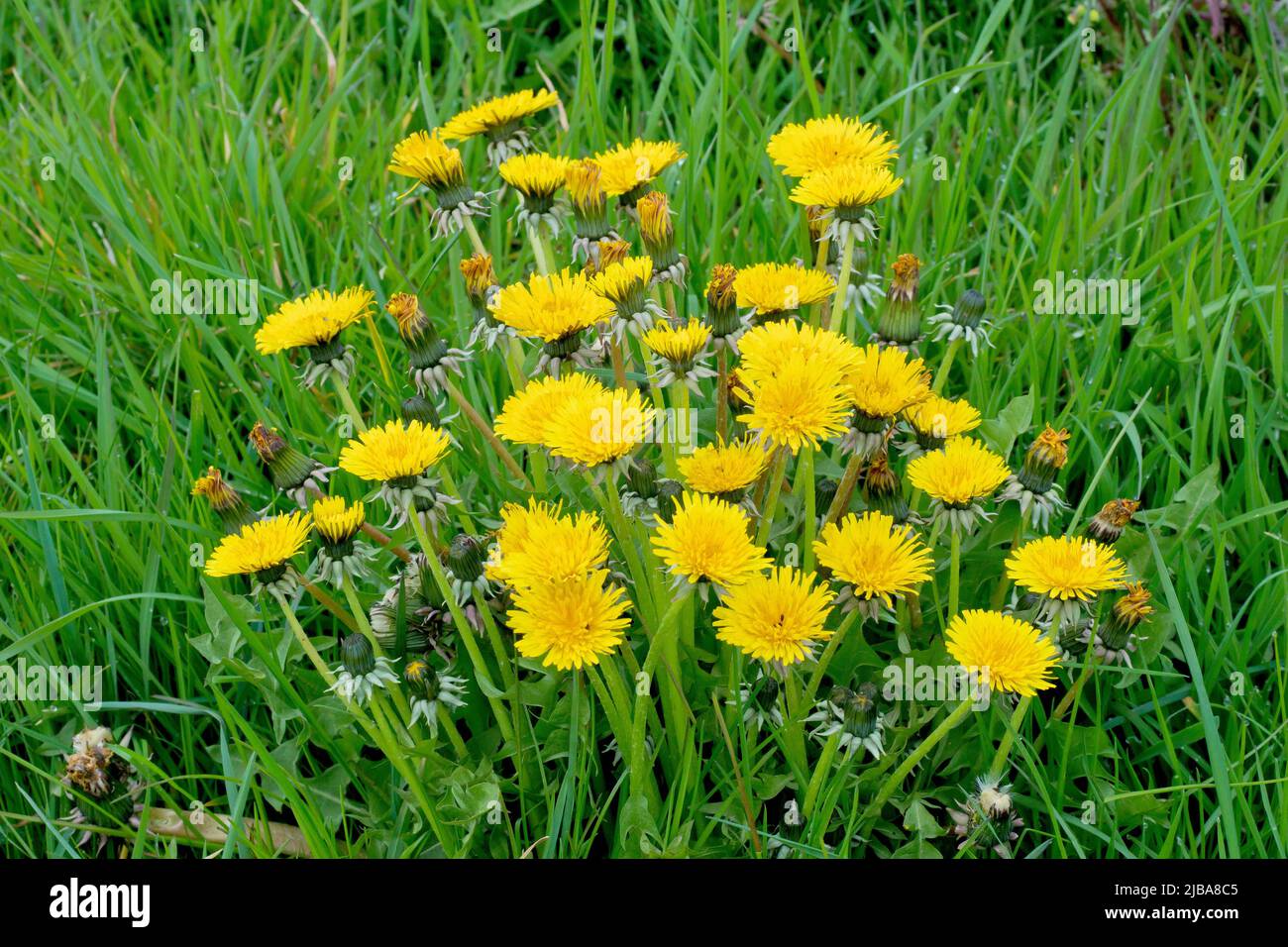 Dandelions (taraxacum officinalis), close up of a large stand of the common bright yellow wild flower growing in long grass. Stock Photo