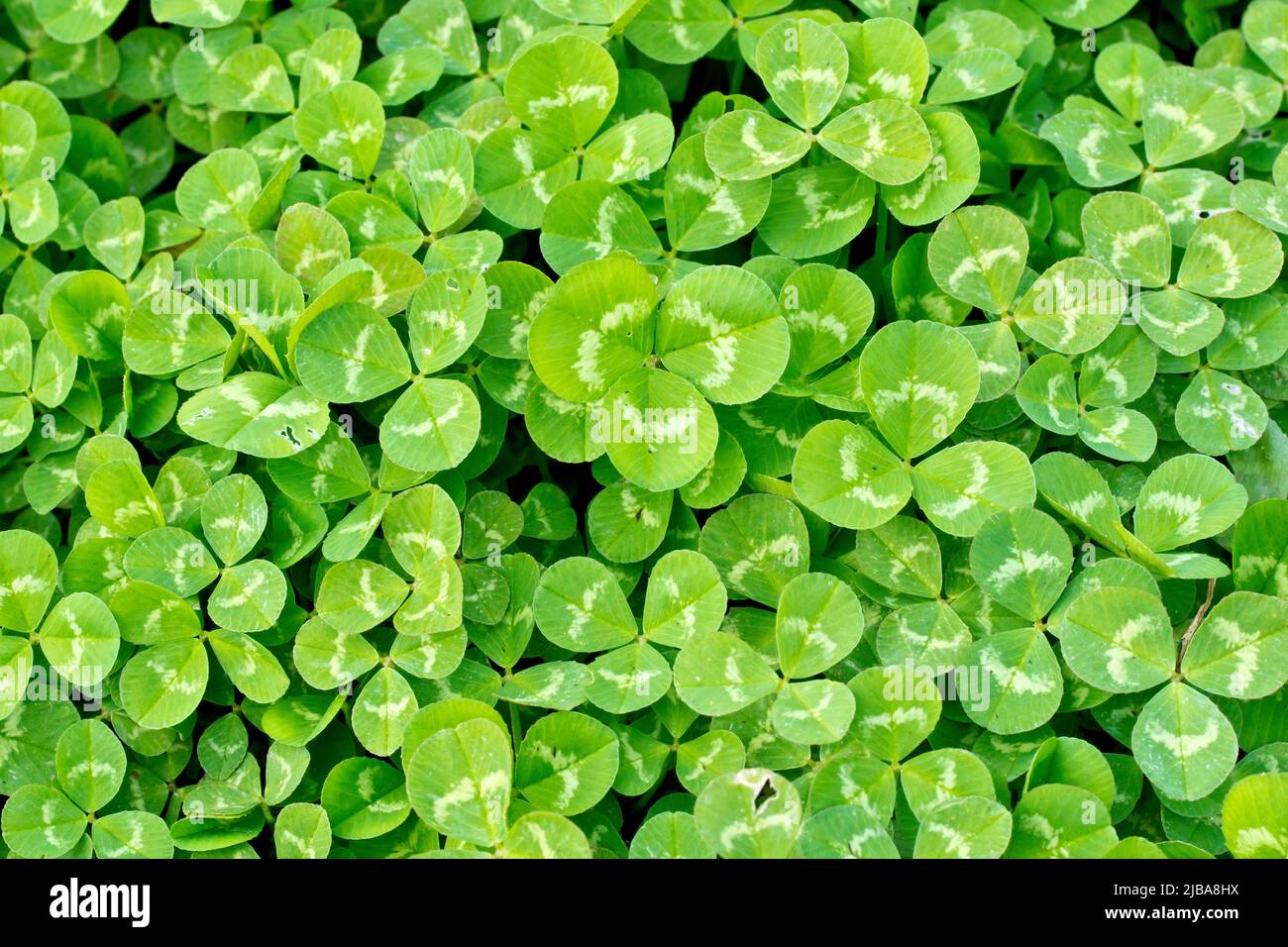 White Clover or Dutch Clover (trifolium repens), close up of a dense patch of the plant's three lobed, rounded leaves and the pale band on each. Stock Photo