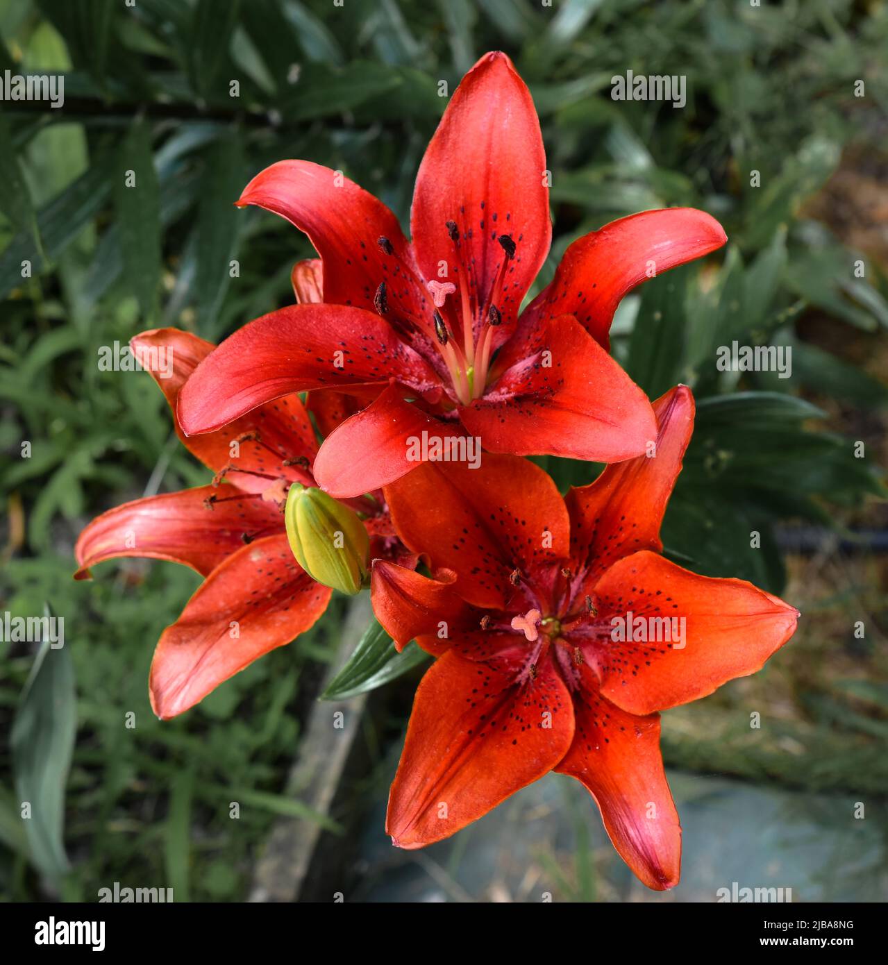 Fleur de lys fleur de lis fleurs de lis hires stock photography and