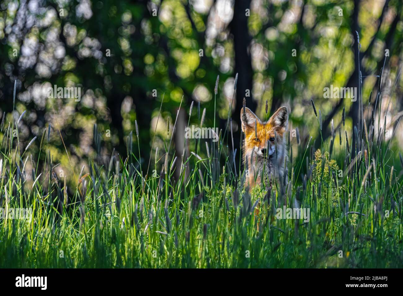 North American Red Fox (Vulpes vulpes fulva) in the Grass Stock Photo