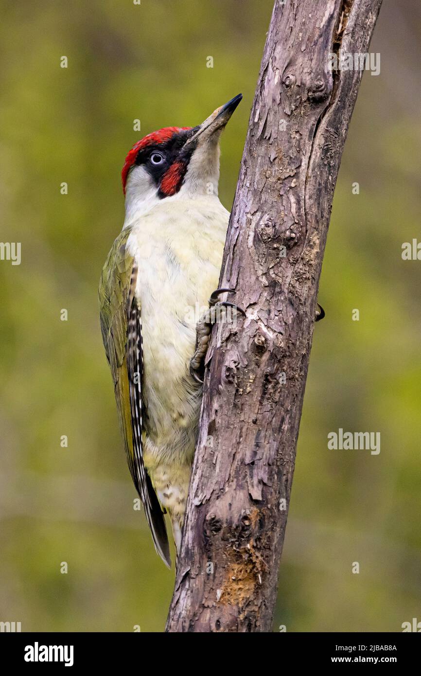 Grey-headed Woodpecker (Picus viridis) Stock Photo