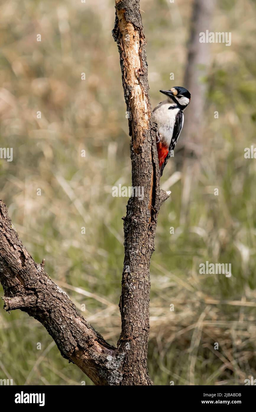 Great Spotted Woodpecker (Dendrocopos major) Stock Photo