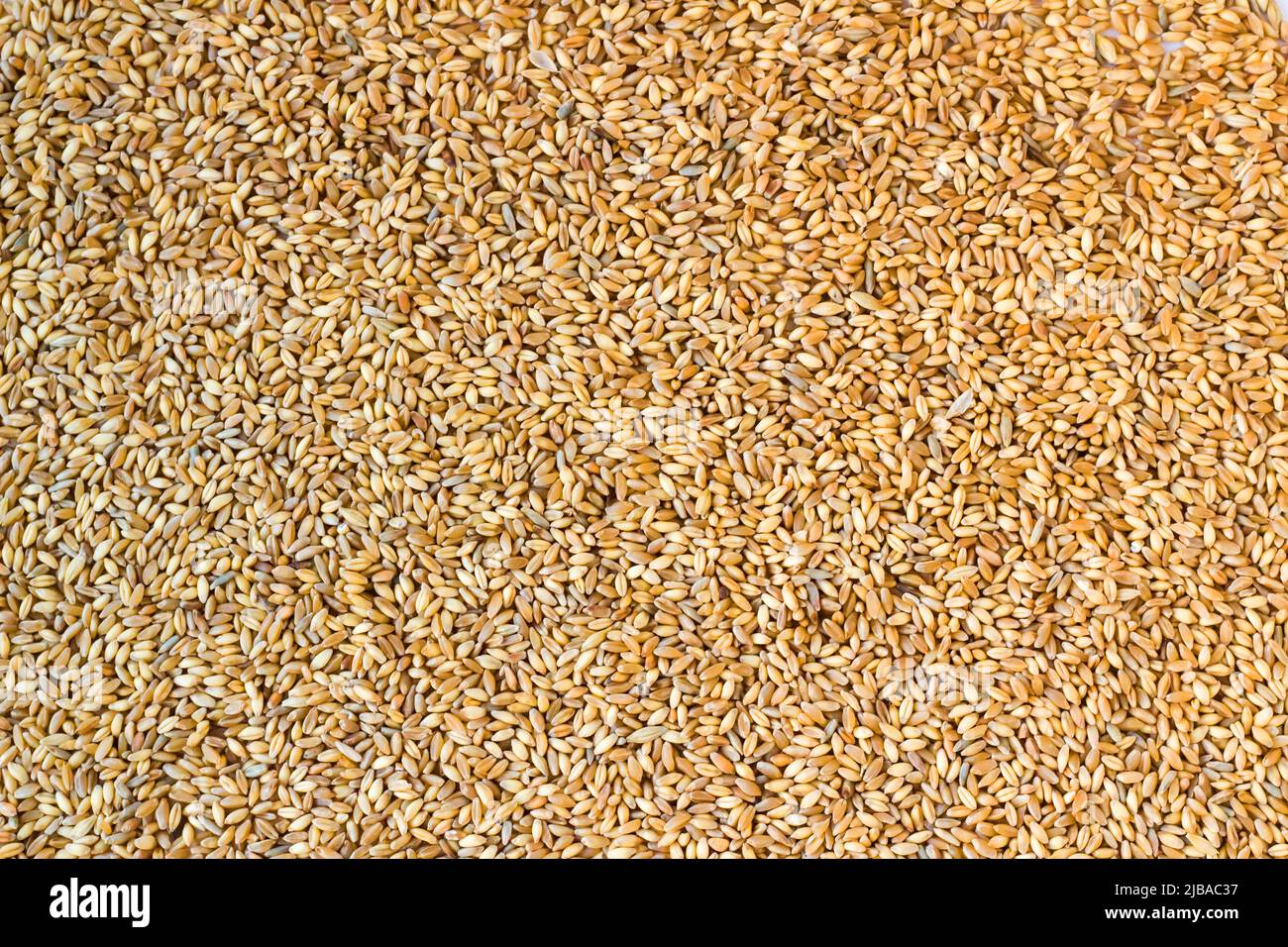 Natural wheat grains background,harvest concept. Stock Photo