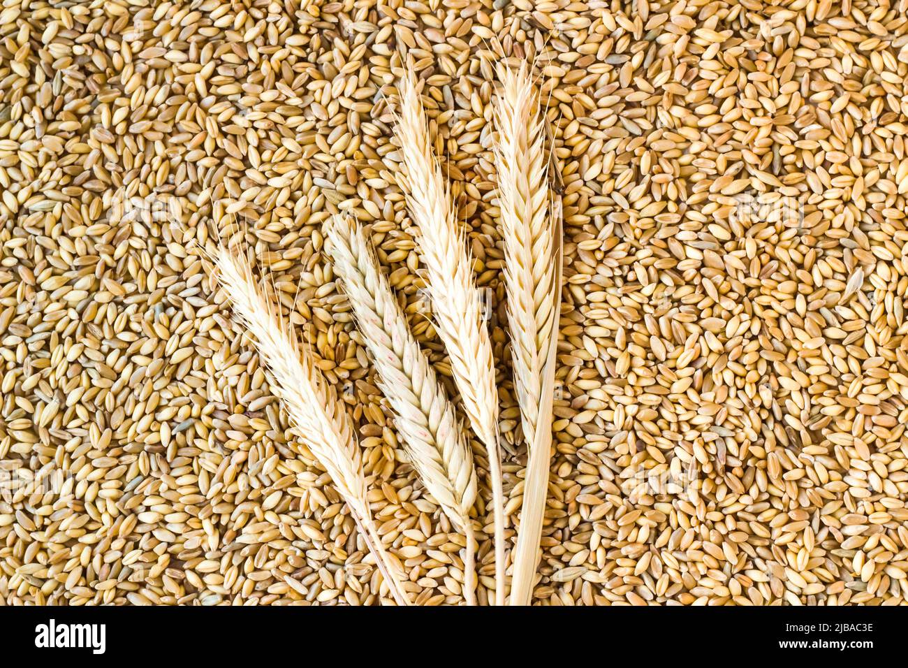 Shelled wheat grains hi-res stock photography and images - Alamy