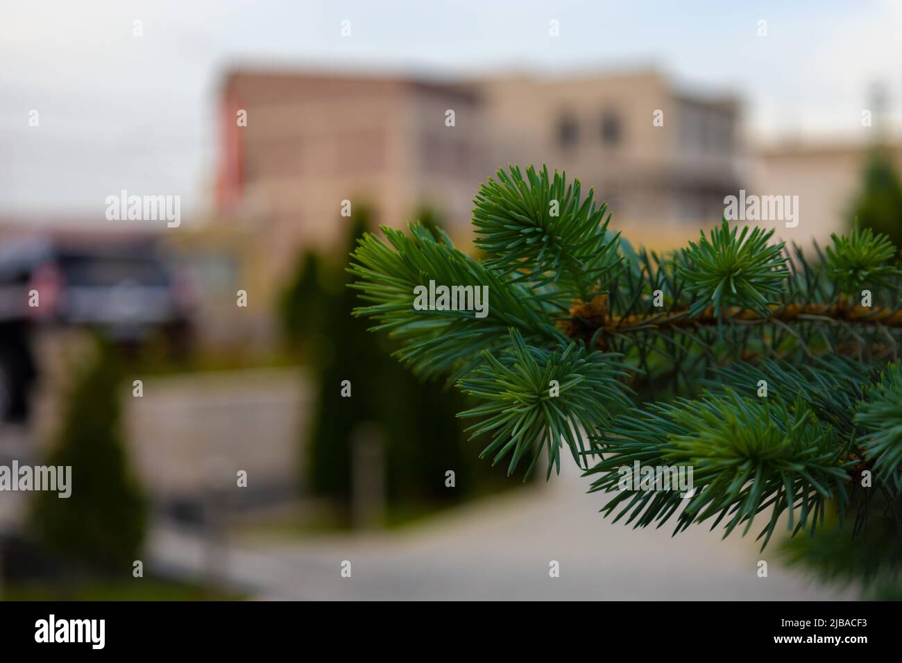 A closeup view of an evergreen tree branch Stock Photo