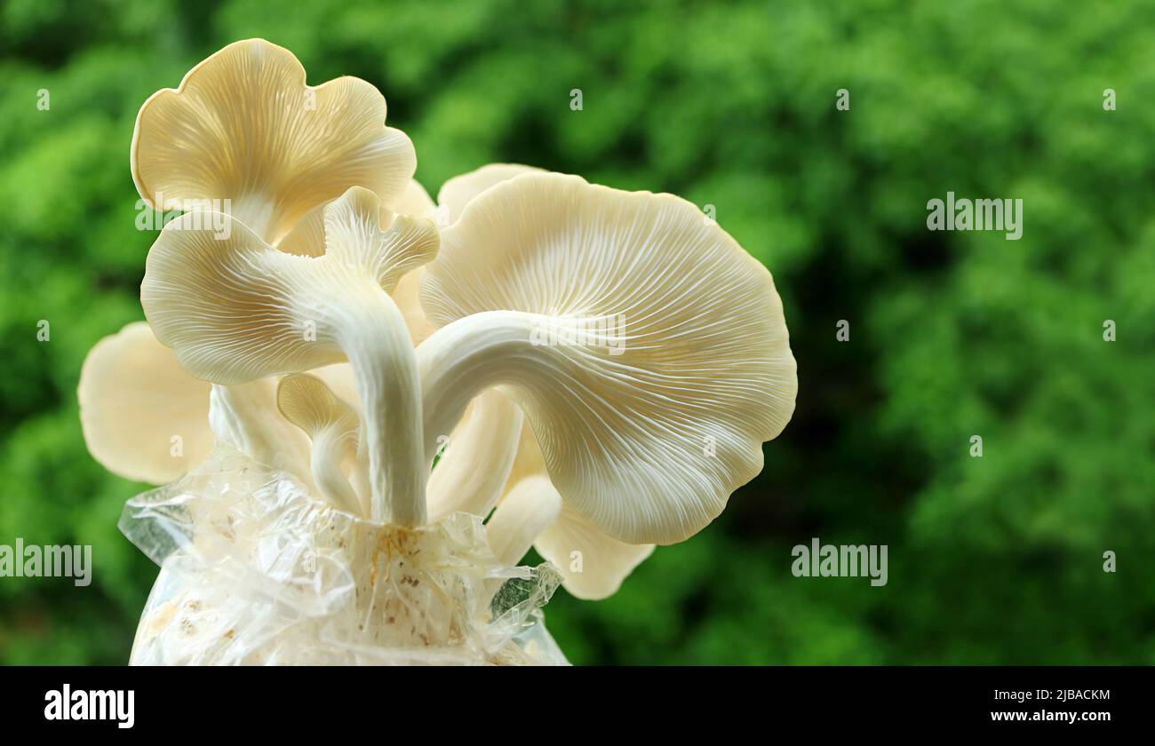 Closeup Back of Matured Indian Oyster Mushrooms (Pleurotus Pulmonarius