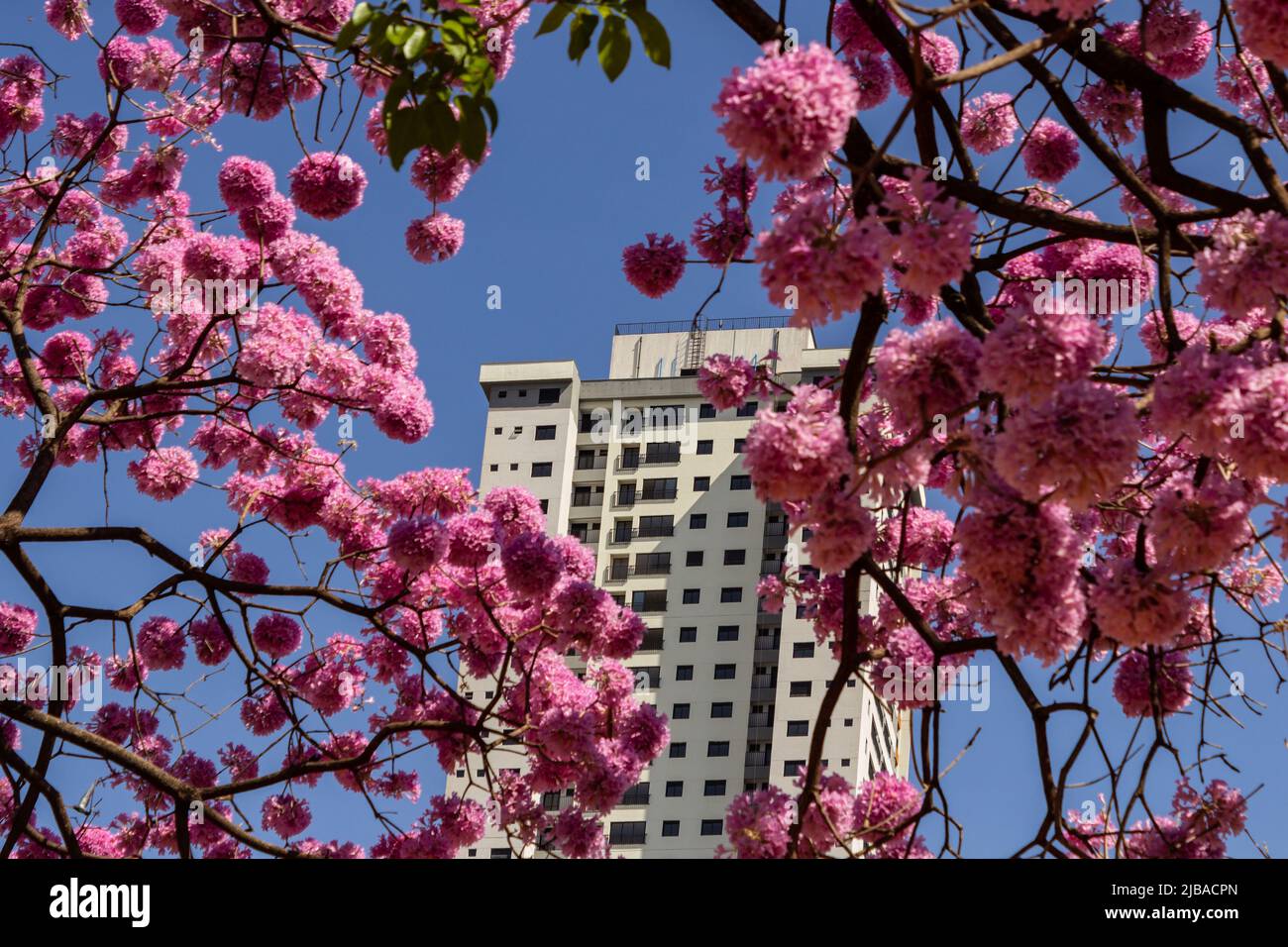 Goiania, Goiás, Brazil – June 04, 2022: A building between branches of flowering pink ipe with blue sky in the background. Handroanthus impetiginosus. Stock Photo