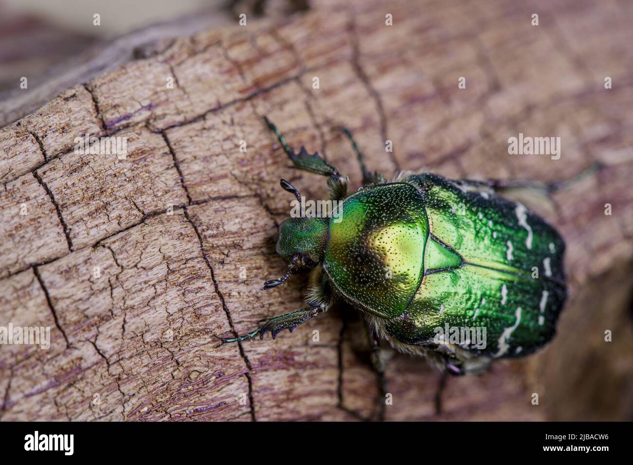 Close up of Bright shiny green Flower chafer Stock Photo