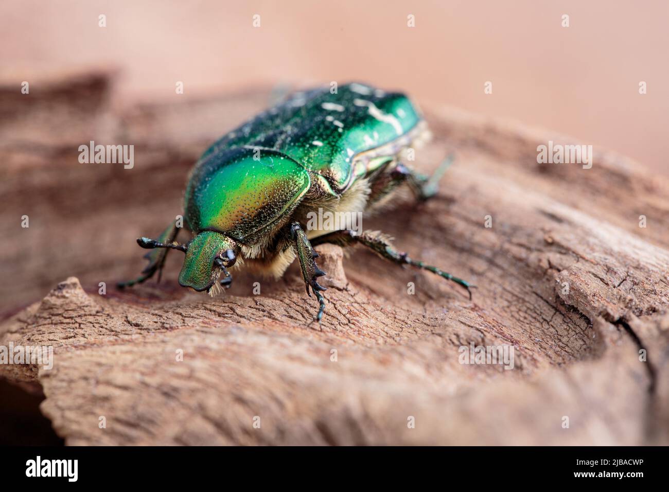 Close up of Bright shiny green Flower chafer Stock Photo