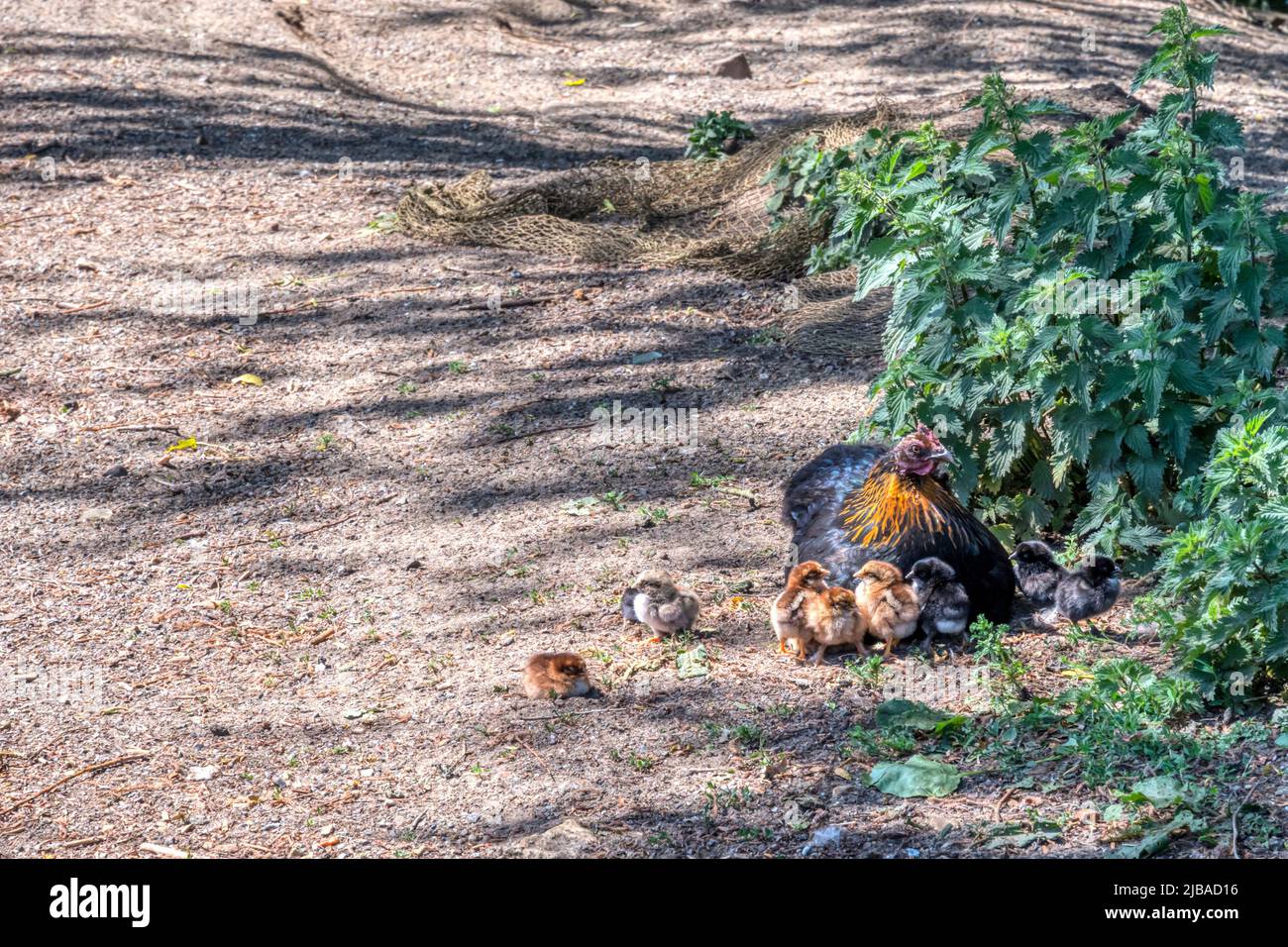 A free range hen with young chicks in Norfolk. Stock Photo
