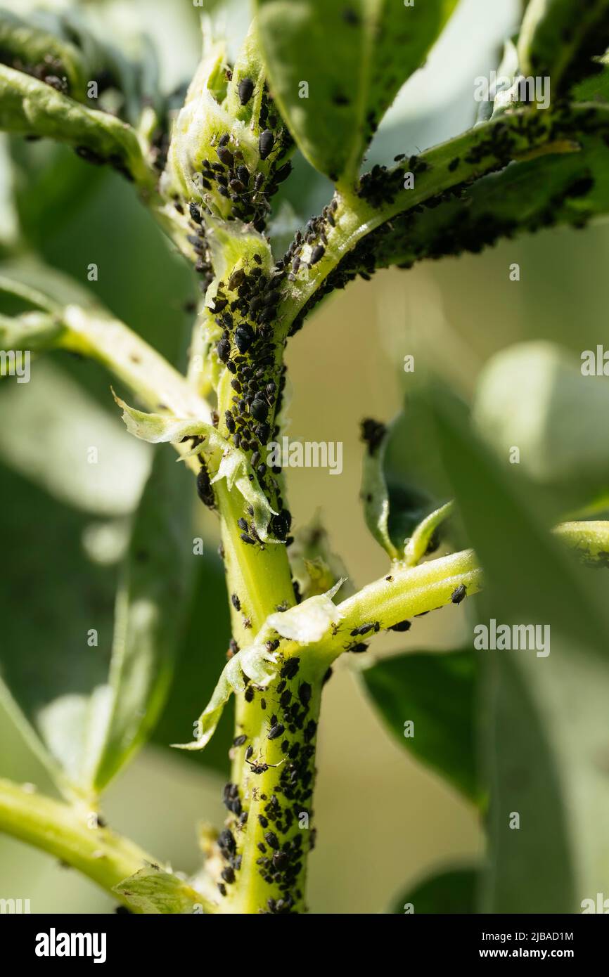 Black aphids on broad bean plant Stock Photo Alamy