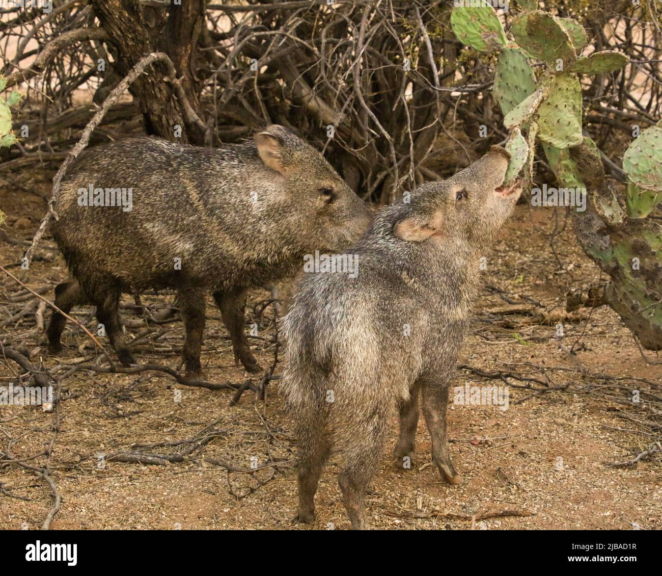 Javelina eating prickly pear cactus Stock Photo Alamy
