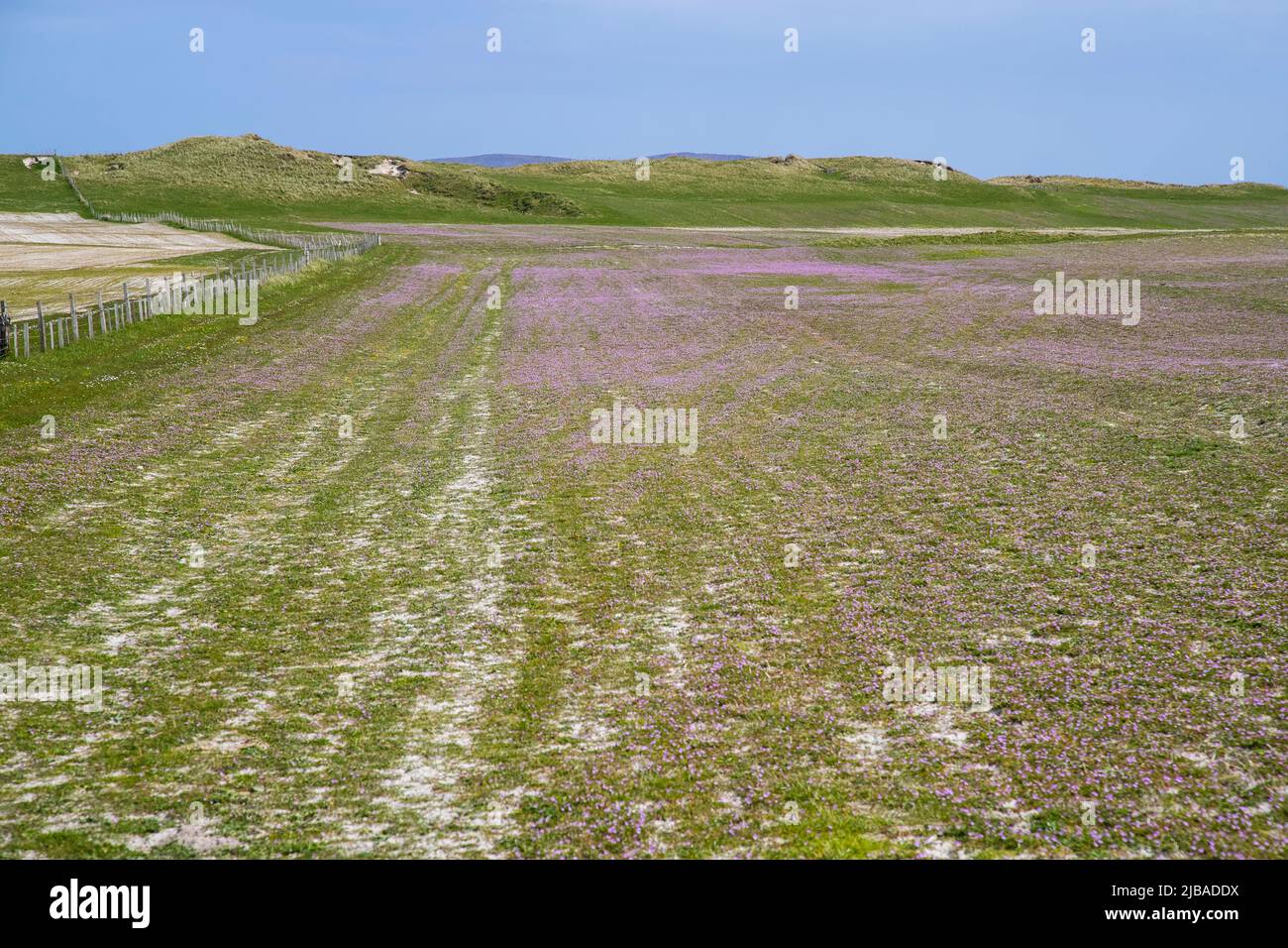 Early summer wild flowers begin to bloom on the Machair exposed western coasts of  North Uist, Outer Hebrides, Scotland Stock Photo