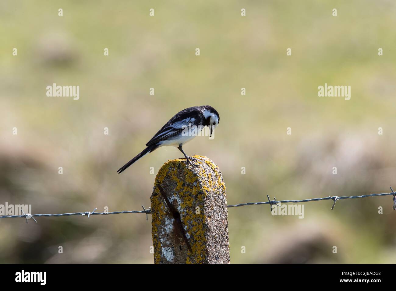 Pied Wagtail Motacilla alba in profile, perched on a lichen covered concrete post supporting a barbed wire fence in North Uist, Outer Hebrides Stock Photo