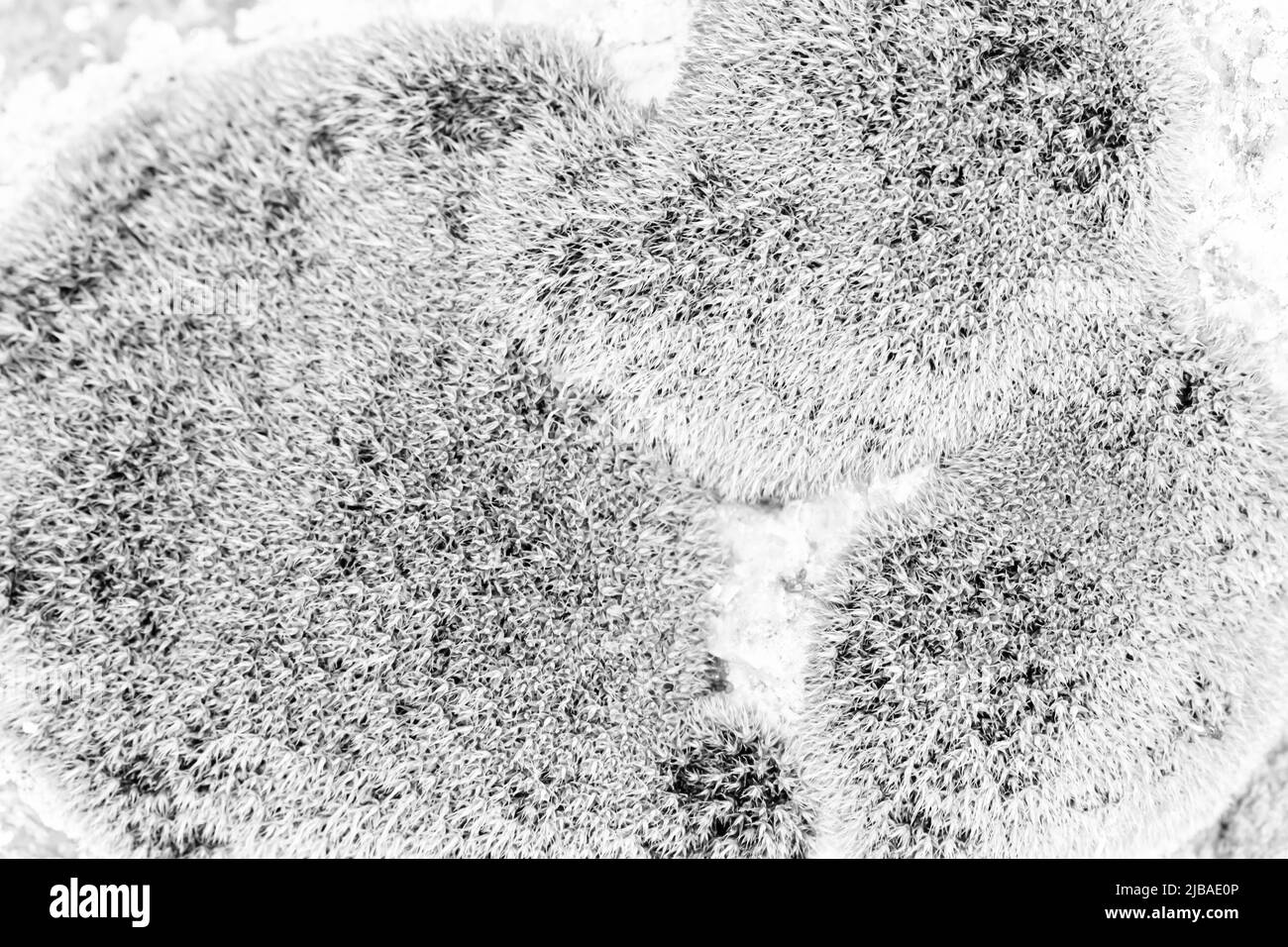 Lichen stain Black and White Stock Photos & Images - Alamy