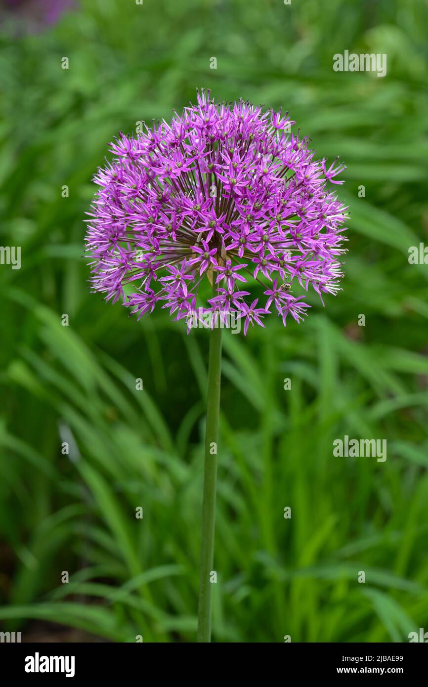 Blooming Allium, (a.ka.a Ornamental Onion, a unique, globe-shaped blooms are made up of hundreds of tiny flowers. Stock Photo