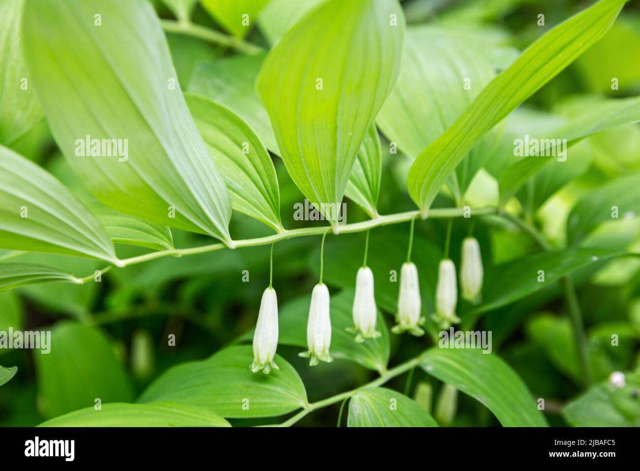 Flowers of wild medicinal plant Polygonatum odoratum or Solomon's seal Stock Photo