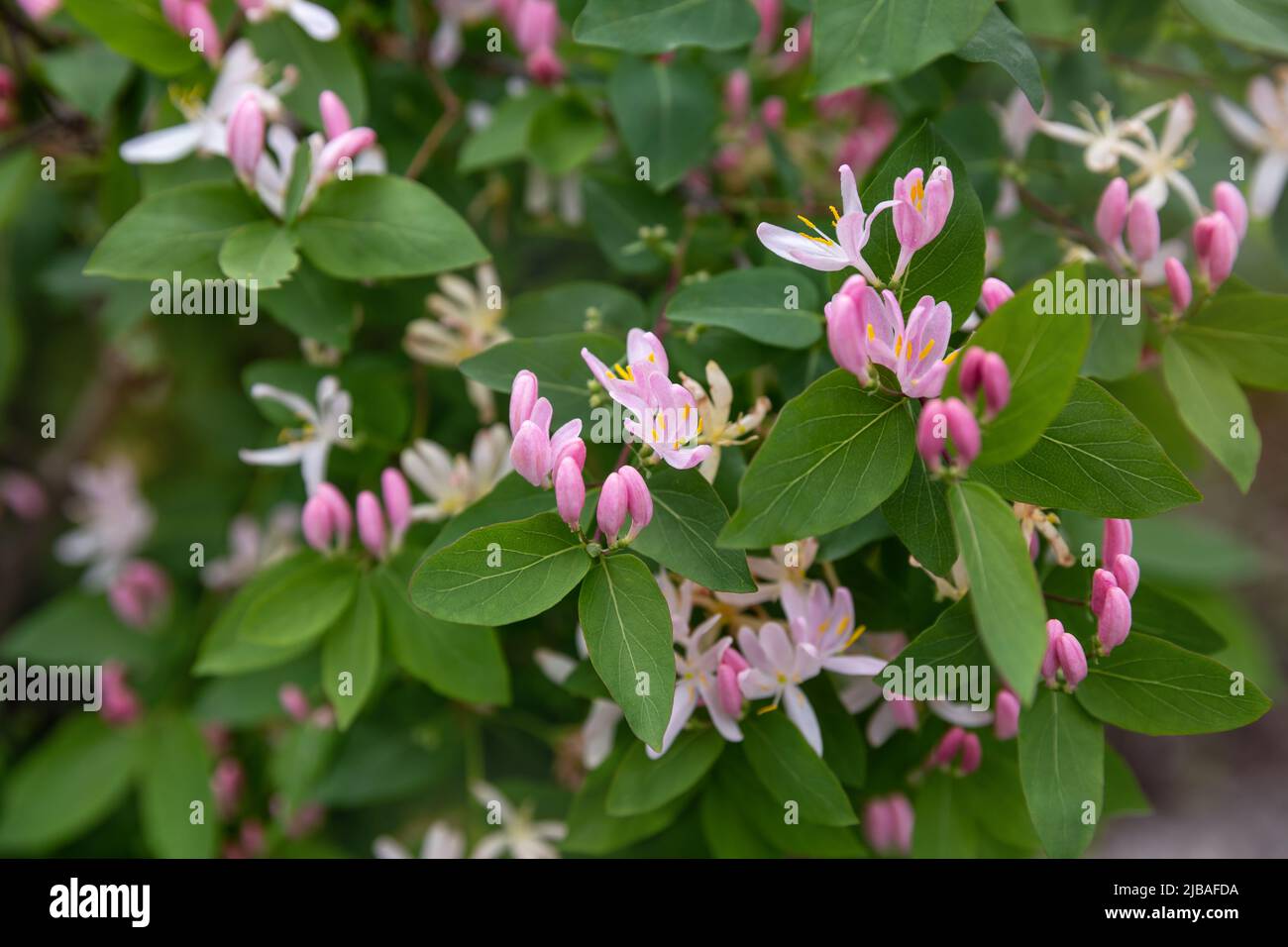 Decorative flowering shrub Lonicera tatarica or Tatarian honeysuckle Stock Photo