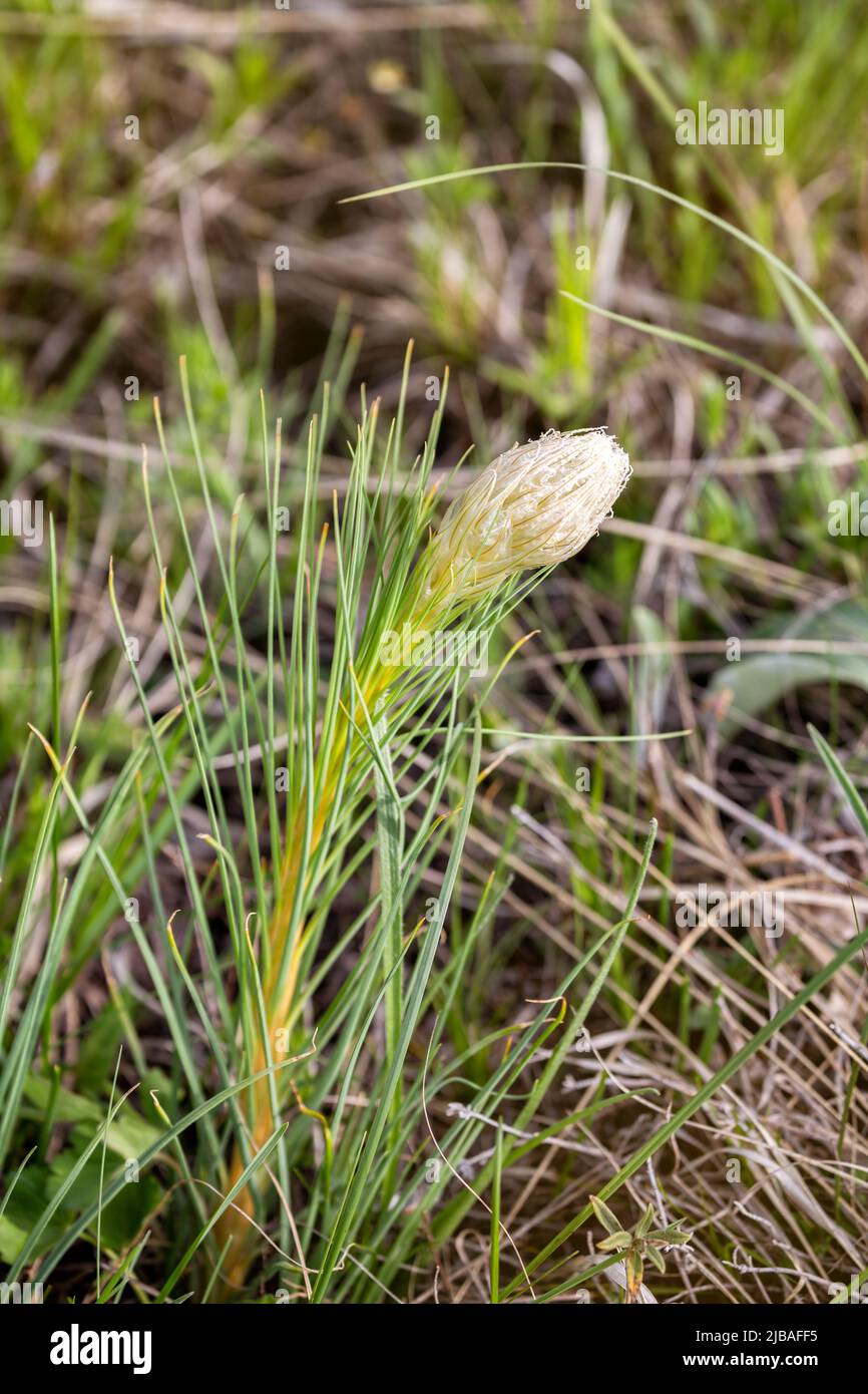 Young shoot with flower bud Asphodeline tenuior or Asphodeline Caucasian, North Caucasus Stock Photo