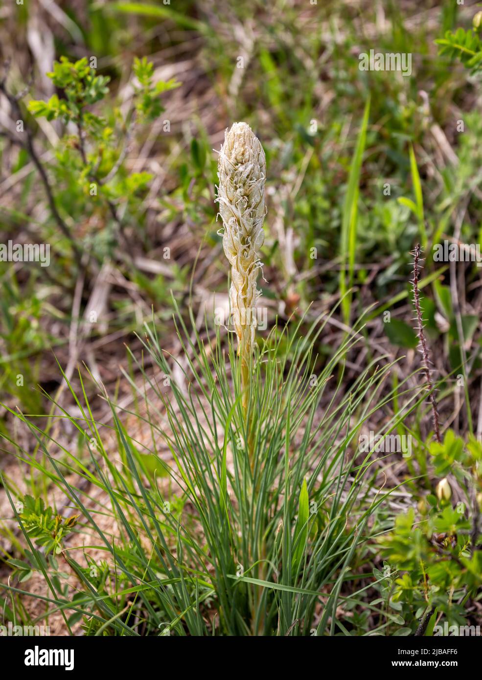 Young shoot with flower bud Asphodeline tenuior or Asphodelina Caucasian, endemic to the North Caucasus Stock Photo