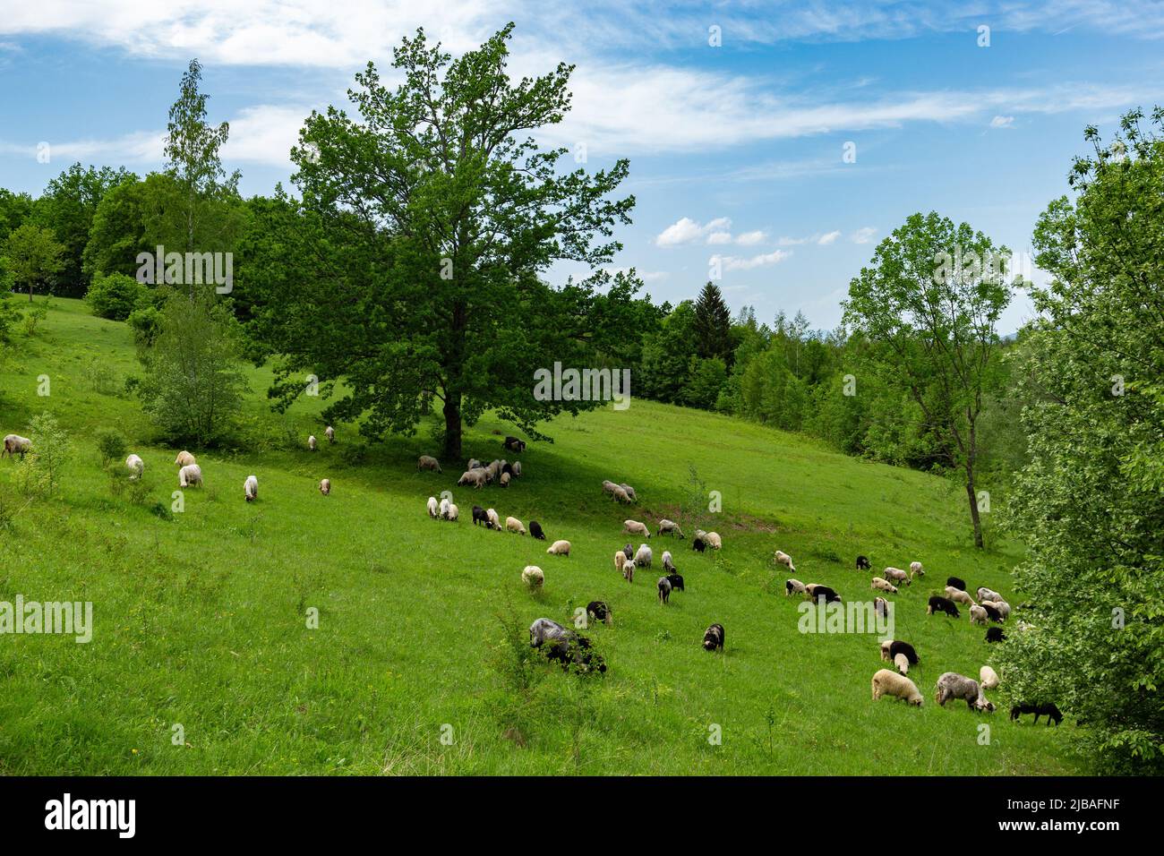 Mountain landscape with flock of sheep on the hill pasture of Bosnia ...