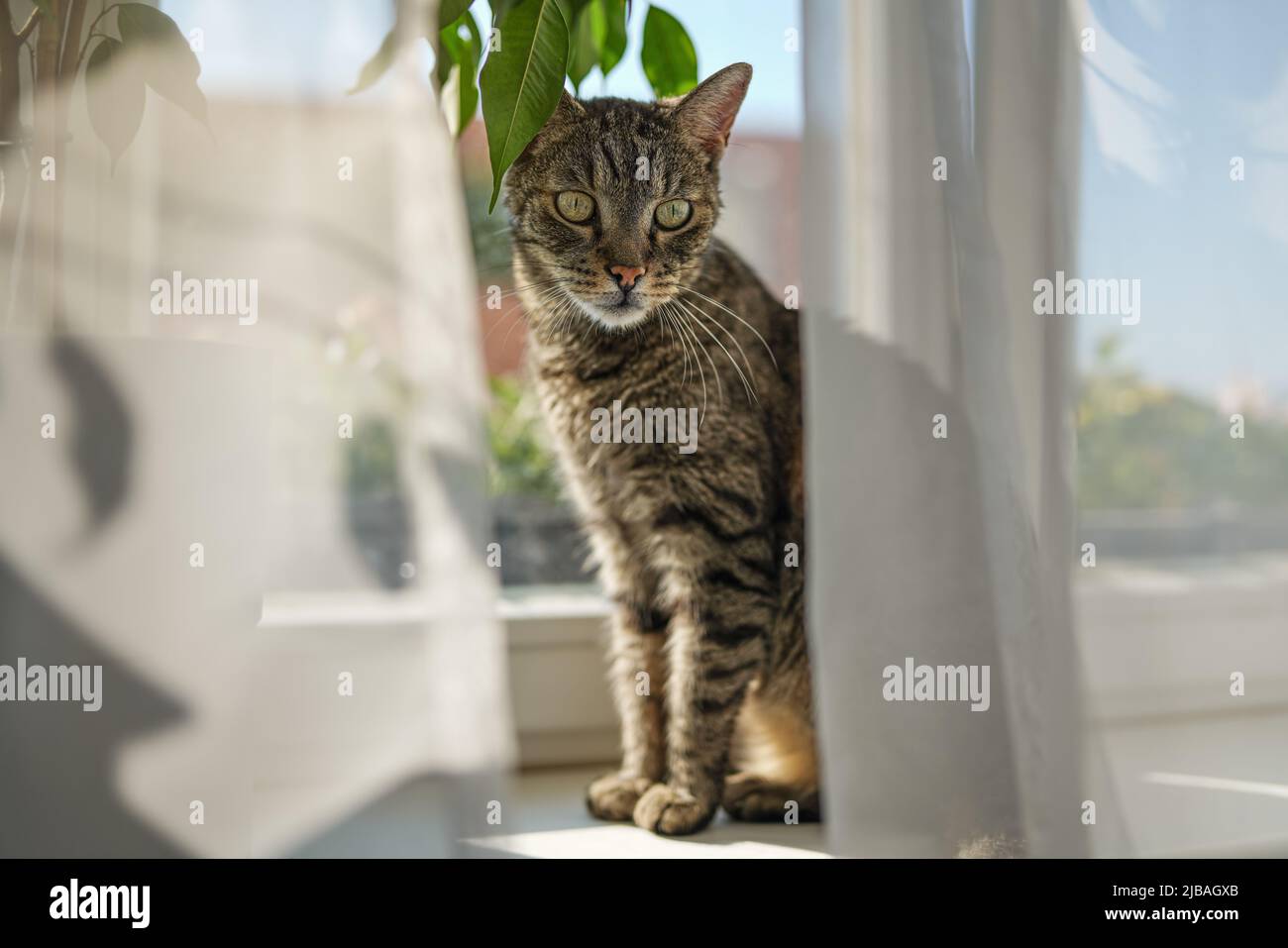 Gray brown tabby cat relaxing on window sill ledge, sun shines to him ...