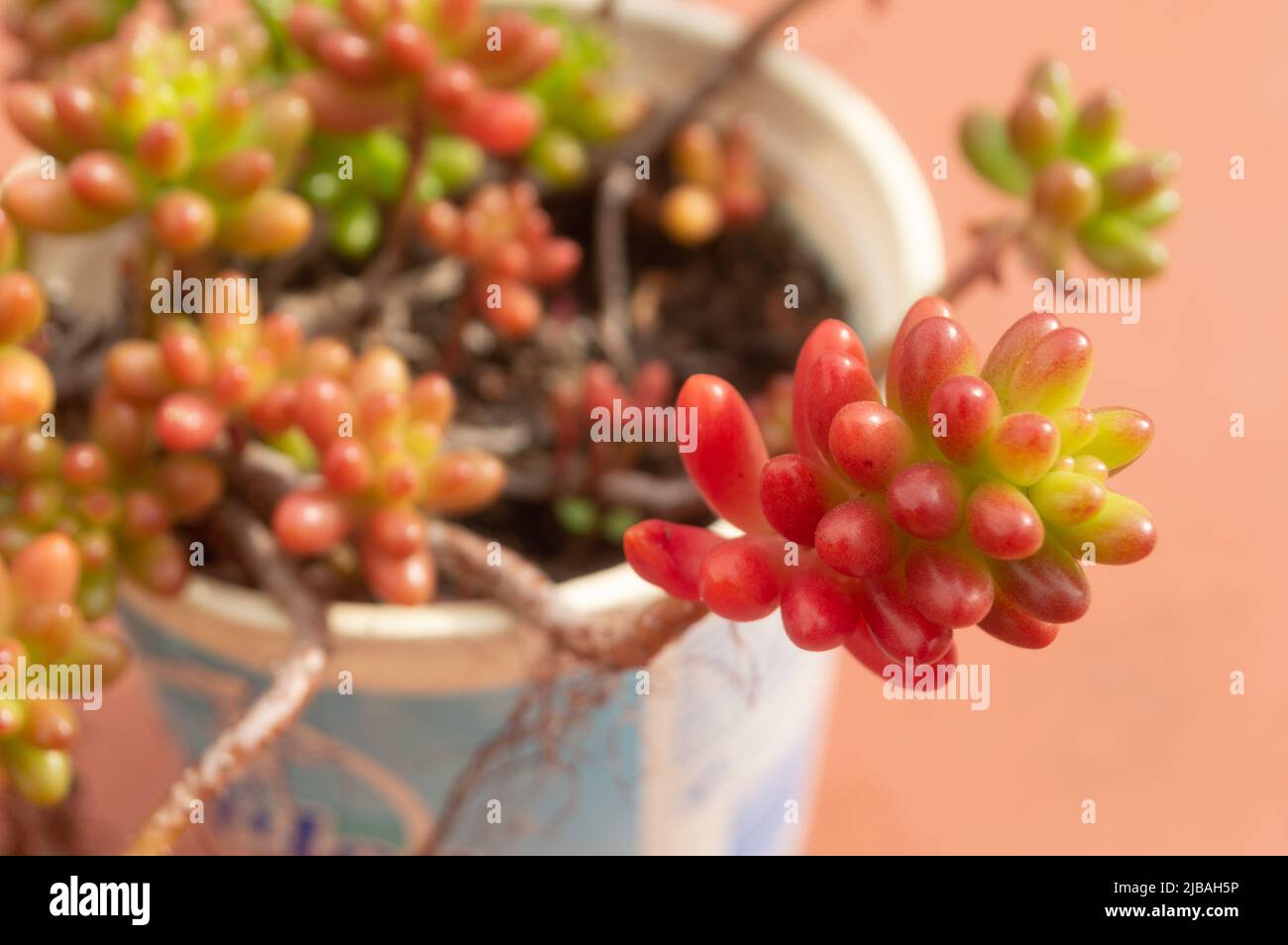 Sedum morganianum (succulent) Stock Photo