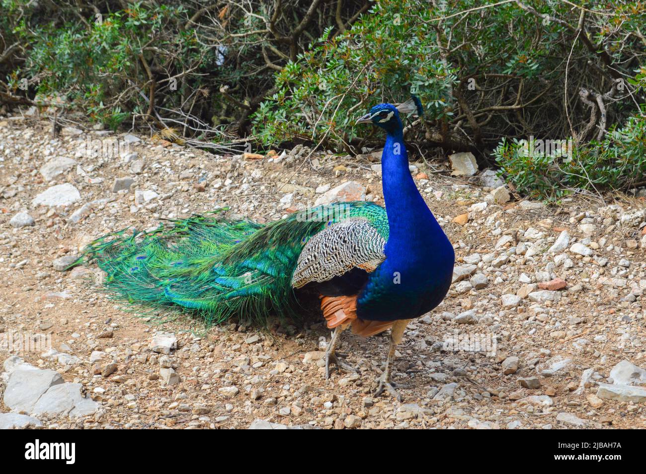 peacock in garden Stock Photo