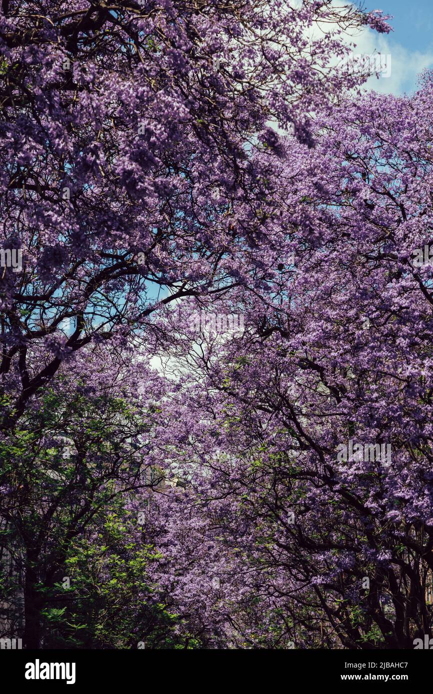 Avenue of vibrant purple jacaranda flowers on trees in Lisbon, Portugal