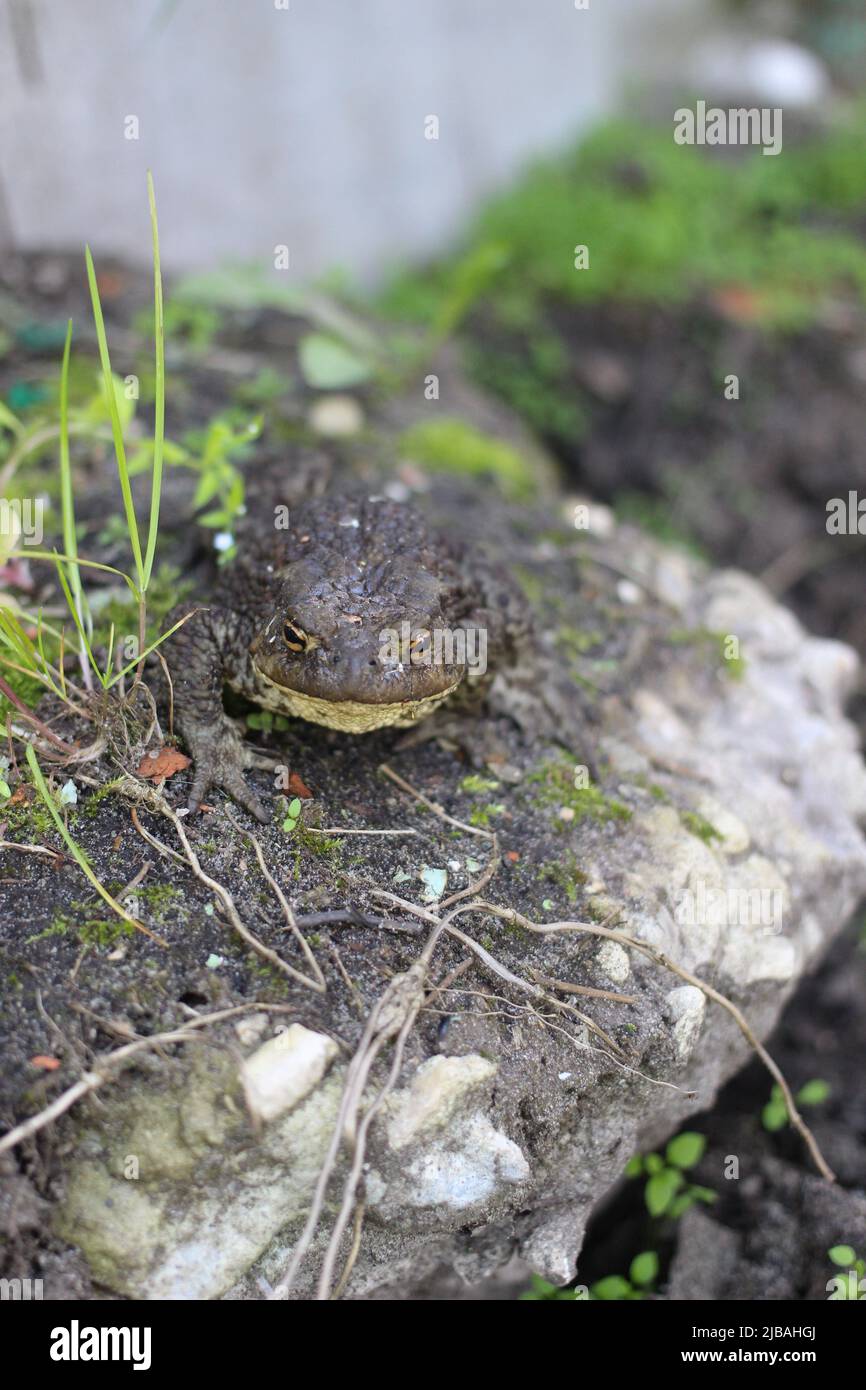 Toad on a summer walk Stock Photo